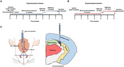 Microcurrent therapy as the nonpharmacological new protocol against Alzheimer’s disease